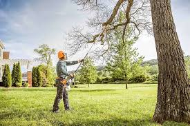 Best Tree Planting Services  in Iola, WI